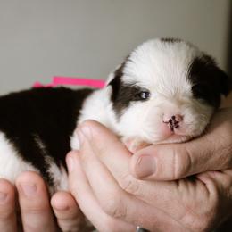 Naomi - Black and tan female Pembroke Welsh Corgi puppy in South Otselic, New York from Ridge Top Corgis