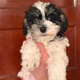 Celtic - Black and white female Schnoodle puppy in Colorado Springs, Colorado from Spice Mountain Puppies