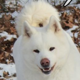 Suki - Akita