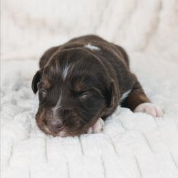 Girl 1 - Red tri-color female Australian Shepherd puppy in Yakima, Washington from Naches Heights Ranch