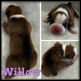 Willow - Brown brindle female Olde English Bulldogge puppy in Merrill, Michigan from Haase Family Kennels