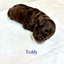 Teddy - Chocolate male Australian Labradoodle puppy in Ponchatoula, Louisiana from Cajun Land Doodles