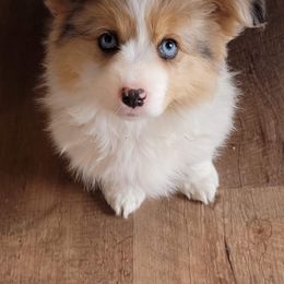 American Corgi, Companion Cross, Miniature Australian Shepherd, and Pembroke Welsh Corgi Puppies from FreckledCowgirlCorgis