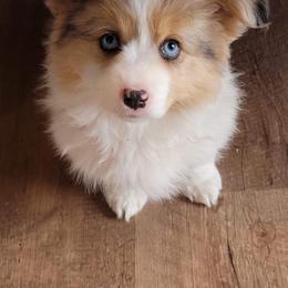 American Corgi, Companion Cross, Miniature Australian Shepherd, and Pembroke Welsh Corgi Puppies from FreckledCowgirlCorgis