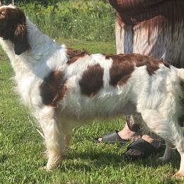 Maddie - Irish Red and White Setter