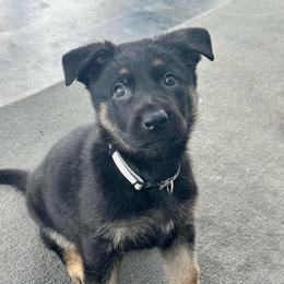 Girl 2 - Bi-color female German Shepherd puppy in Herkimer, New York from Render Kennels
