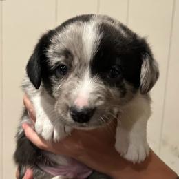 Big boy - Blue merle and white male Cardigan Welsh Corgi puppy in Henderson, Texas from R&R Cardigan Corgis