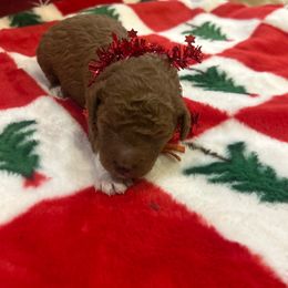 Turk - Red  male Goldendoodle puppy in Saint George, Utah from Ashlee's Goldendoodles