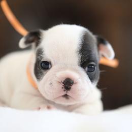 Orange Collar - White and brindle female French Bulldog puppy in Wichita, Kansas from Phantasticus French Bulldogs