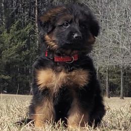 Wasabi - Red Collar - Black and red male German Shepherd puppy in Charlotte, North Carolina from Zuflucht K9s