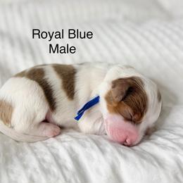 Royal blue collar - Parti male Assorted Doodle Crosses puppy in Springville, Utah from JW Doodles