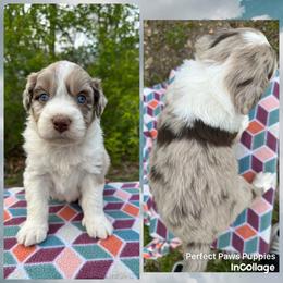 Boy 1 - Brown merle male Aussiedoodle puppy in Hillsboro, Illinois from Perfect Paws Puppies