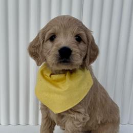 Yellow Girl - Apricot female Goldendoodle puppy in Lebanon, Pennsylvania from Homespundoodles