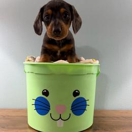 Matcha (Wyndham) - Dapple male Dachshund puppy in Live Oak, Florida from Johnson’s Weiner Farm
