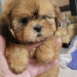 Little Fuzzy Bear - Black gold and white male Shih Tzu puppy in Cartersville, Georgia from 100 Acre Woods Shih Tzu Plantation
