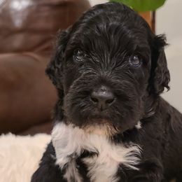 Duke - Portuguese Water Dog puppy from Gulf Coast Puppies