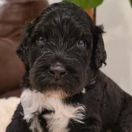 Duke - Portuguese Water Dog puppy from Gulf Coast Puppies