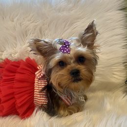 Fiji - Yorkshire Terrier