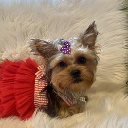 Fiji - Yorkshire Terrier