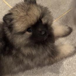 Keeshond and Pomeranian Puppies from Mary Schooner