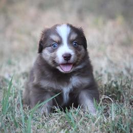 Boy 1 - male Australian Shepherd puppy in Wolfe City, Texas from Susan Warnock