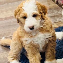Chester - Red male Bernedoodle puppy in Saint Francis, Kansas from Land of Oz Doodles