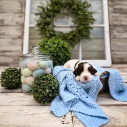 Biscuit - Liver and white male English Springer Spaniel puppy in Henderson County, North Carolina from Roan Creek Kennels