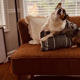 American Corgis and Pembroke Welsh Corgis from Paper Moon Corgis