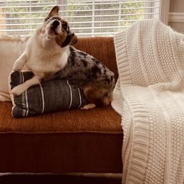 American Corgis and Pembroke Welsh Corgis from Paper Moon Corgis