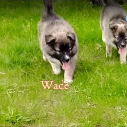 Nenets Herding Laika puppies from Skais the Limit