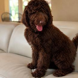 MT Nest's Billy the Kid - Chocolate male Goldendoodle puppy in Clyde, Texas from MTNest Doodles