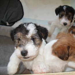 Wire Fox Terrier Puppies from Fox Lore Terrers
