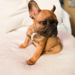French Bulldog Puppies from For The Love of Frenchies