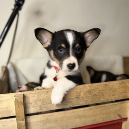 American Corgi, Pembroke Welsh Corgi, and Yorkshire Terrier Puppies from Ingram's Corgis & Yorkies