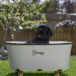 Grumpy - Black male Australian Labradoodle puppy in Cashmere, Washington from Mountain Home Doodles