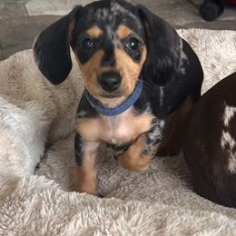 Dachshund Puppies from Frade Family Farm