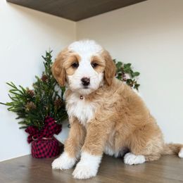 Girl 4 - Red female Bernedoodle puppy in Spanish Fork, Utah from K Brand Doodles