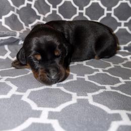 Ava - Black and rust female Doberman Pinscher puppy in Boyd, Texas from Team Feem Breeders