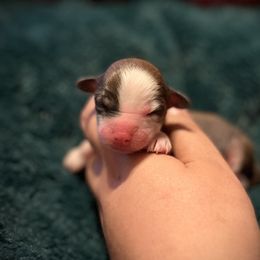 Fiyero - Apricot male Chinese Crested puppy in Brooksville, Florida from Ariella Standard Poodles & Chinese Cresteds
