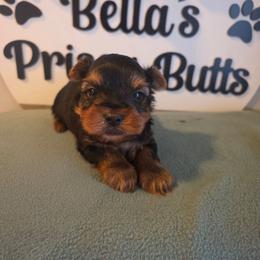 Brayden - Black and tan male Yorkshire Terrier puppy in Clermont, Florida from Bella's Prissy Butts