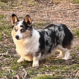 Bruno - American Corgi