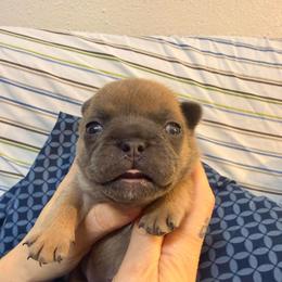 Girl 3 - White female French Bulldog puppy in Spanaway, Washington from Frog Faced Frenchies