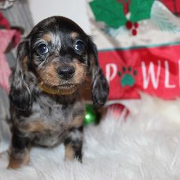 Girl 3 - Blue and tan female Dachshund puppy in Craig, Colorado from Rocky Mountain Shih Tzus and Dry Creek Miniature Dachshunds