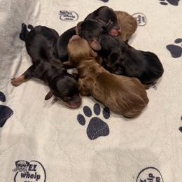 Boy 4 - Chocolate and cream male Dachshund puppy in Bogata, Texas from Maple Creek Run