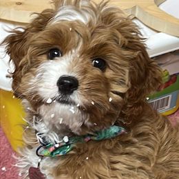 Cavapoo Puppies from Wednesday & Co