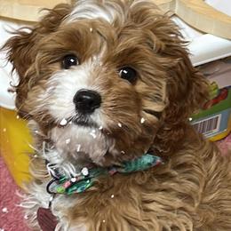 Cavapoo Puppies from Wednesday & Co