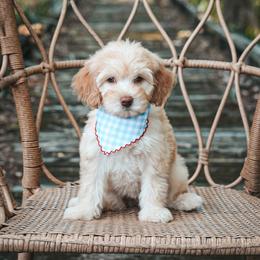 Rosette - Apricot female Goldendoodle puppy in Fleming Island, Florida from Island Doodles