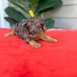 Yellow - Merle female Bernedoodle puppy in Charleston, South Carolina from Palm Belle Doodles