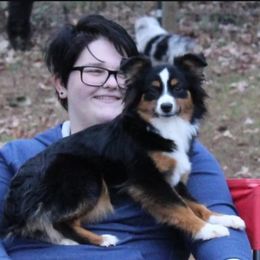 Prin - Toy Australian Shepherd