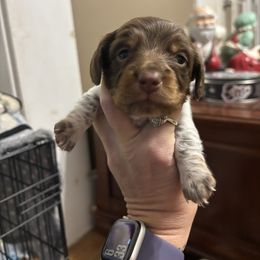Boy 3 - Piebald male Dachshund puppy in Dobson, North Carolina from Oakleys Dachshund Haven